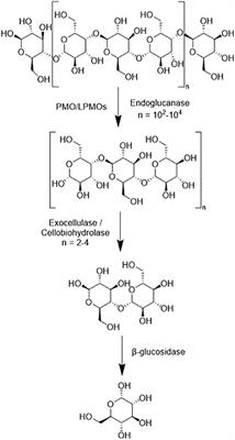 Frontiers Factors That Influence The Activity Of Biomass Degrading